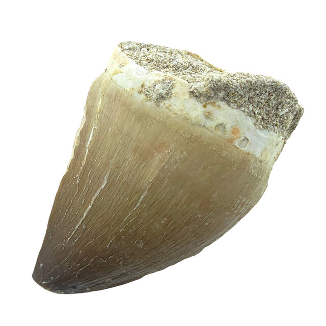 Mosasaurus tand met 3D schedel van 10 cm