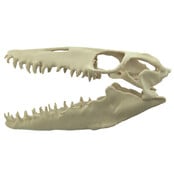 Mosasaurus tand met 3D schedel van 10 cm