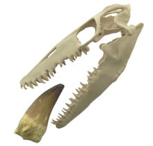 Mosasaurus tand met 3D schedel van 10 cm