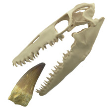 Mosasaurus-Zahn mit 3D-Schädel