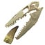 Mosasaurus tooth with 10 cm 3D skull