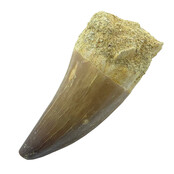 Mosasaurus tand met 3D schedel van 10 cm
