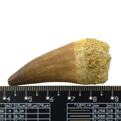 Mosasaurus-Zahn mit 10 cm großem 3D-Schädel