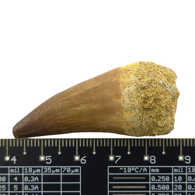 Mosasaurus tooth with 10 cm 3D skull