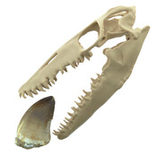 Mosasaurus tooth with 10 cm 3D skull