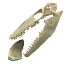 Mosasaurus tand met 3D schedel van 10 cm