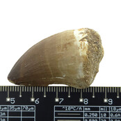 Mosasaurus tand met 3D schedel van 10 cm