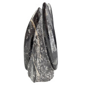 Orthoceras  B kwaliteit 20 cm hoog