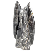 Orthoceras  B kwaliteit 20 cm hoog