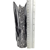 Orthoceras B quality 20 cm high