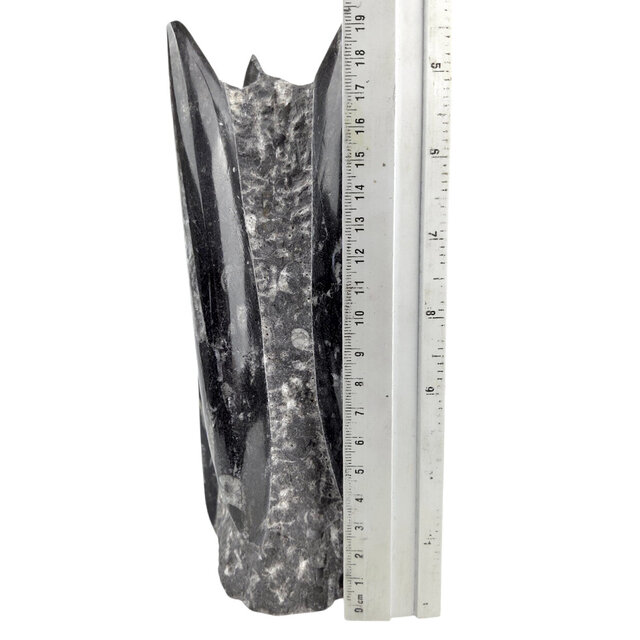 Orthoceras  B kwaliteit 20 cm hoog