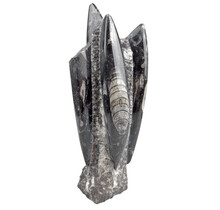 Orthoceras  B kwaliteit 21 cm hoog
