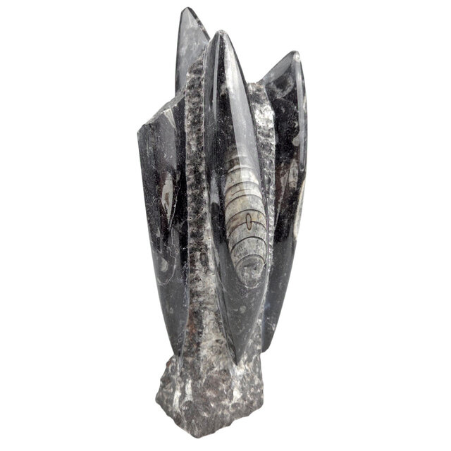 Orthoceras  B kwaliteit 21 cm hoog