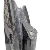 Orthoceras B Qualität 21 CM Hoch
