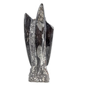 Orthoceras B quality 21 cm high
