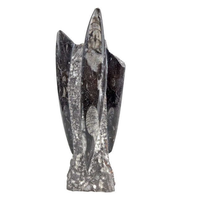 Orthoceras  B kwaliteit 21 cm hoog