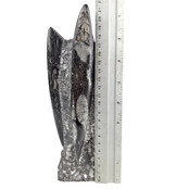 Orthoceras B Qualität 21 CM Hoch