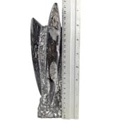 Orthoceras B quality 21 cm high