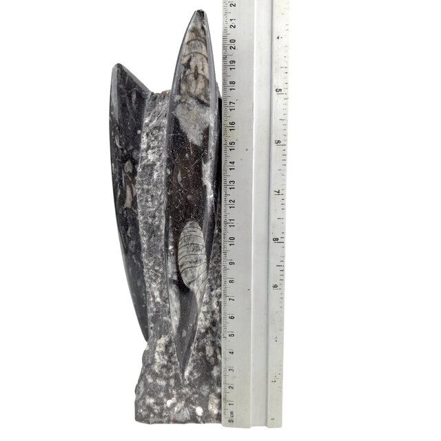 Orthoceras B Qualität 21 CM Hoch