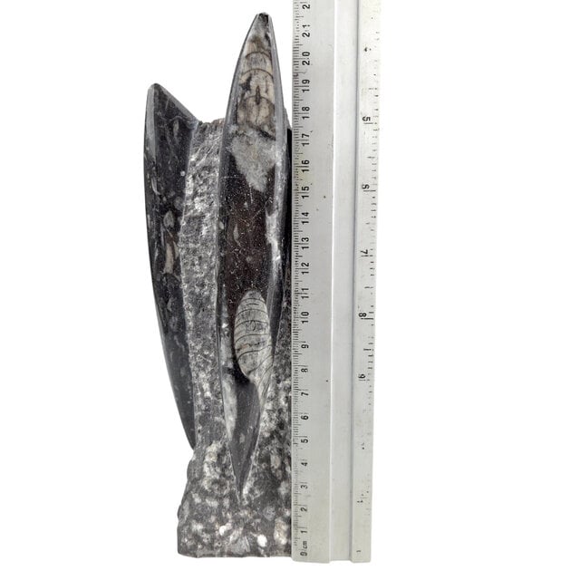 Orthoceras B quality 21 cm high