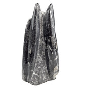 Orthoceras  B kwaliteit 18 cm hoog