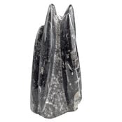 Orthoceras B quality 18 cm high