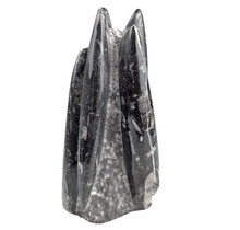 Orthoceras  B kwaliteit 18 cm hoog
