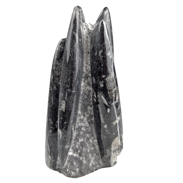 Orthoceras  B kwaliteit 18 cm hoog