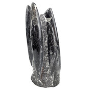 Orthoceras B Qualität 18 CM Hoch