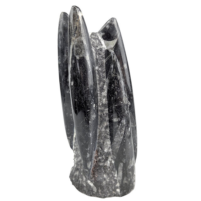 Orthoceras  B kwaliteit 18 cm hoog