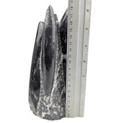 Orthoceras  B kwaliteit 18 cm hoog