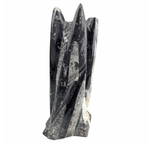 Orthoceras  B kwaliteit 19 cm hoog