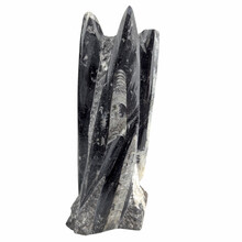 Orthoceras stand B quality