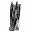 Orthoceras  B kwaliteit 19 cm hoog