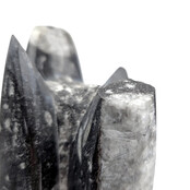 Orthoceras  B kwaliteit 19 cm hoog