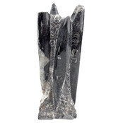 Orthoceras B Qualität 19 CM Hoch