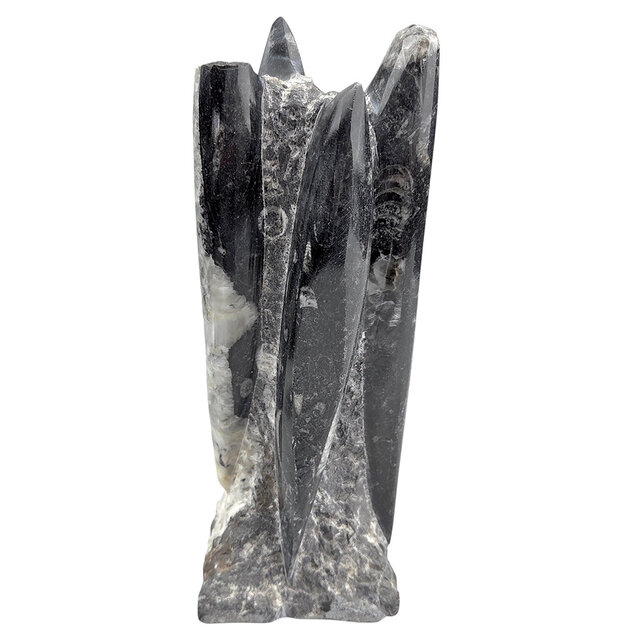 Orthoceras  B kwaliteit 19 cm hoog