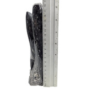 Orthoceras  B kwaliteit 19 cm hoog