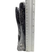 Orthoceras B quality 19 cm high
