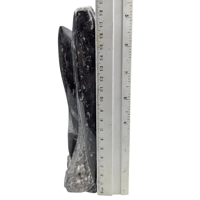 Orthoceras  B kwaliteit 19 cm hoog