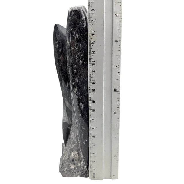 Orthoceras B quality 19 cm high