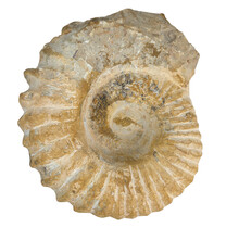 Ammonit, versteinertes Fossil aus Marokko