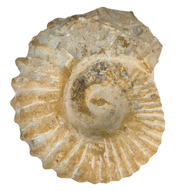 Ammonit, versteinertes Fossil aus Marokko