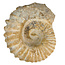 Ammonit, versteinertes Fossil aus Marokko