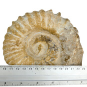 Ammonite, petrified fossil from Morocco
