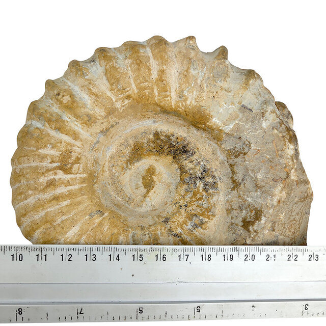 Ammonite, petrified fossil from Morocco