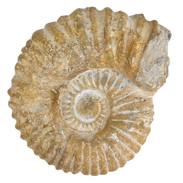Ammonite, petrified fossil from Morocco