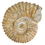 Ammonit, versteinertes Fossil aus Marokko