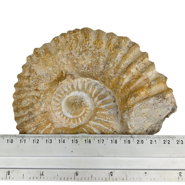 Ammonite, petrified fossil from Morocco