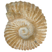 Ammonite, petrified fossil from Morocco